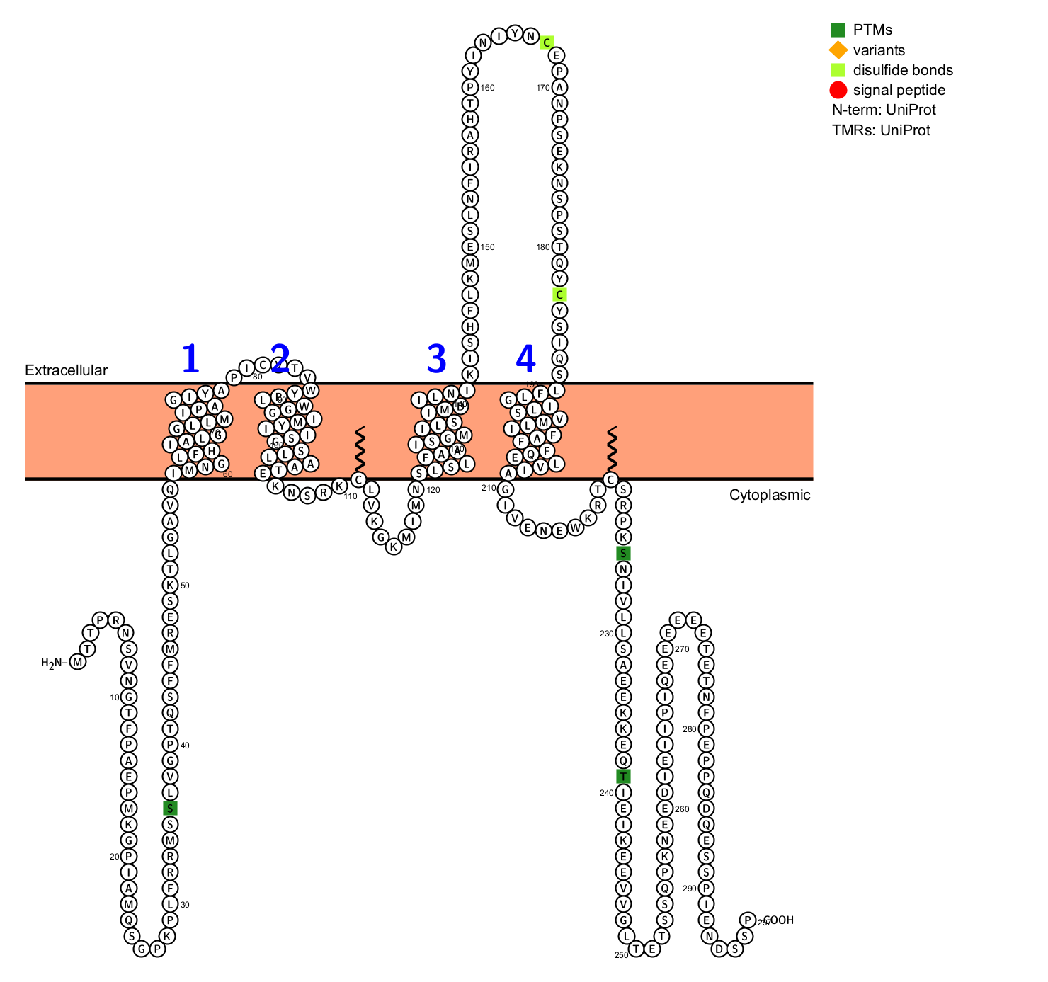 B-lymphocyte antigen CD20