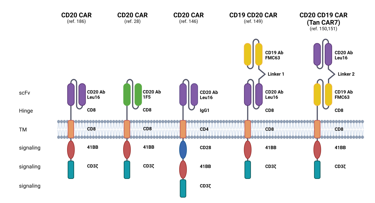 B-lymphocyte antigen CD20