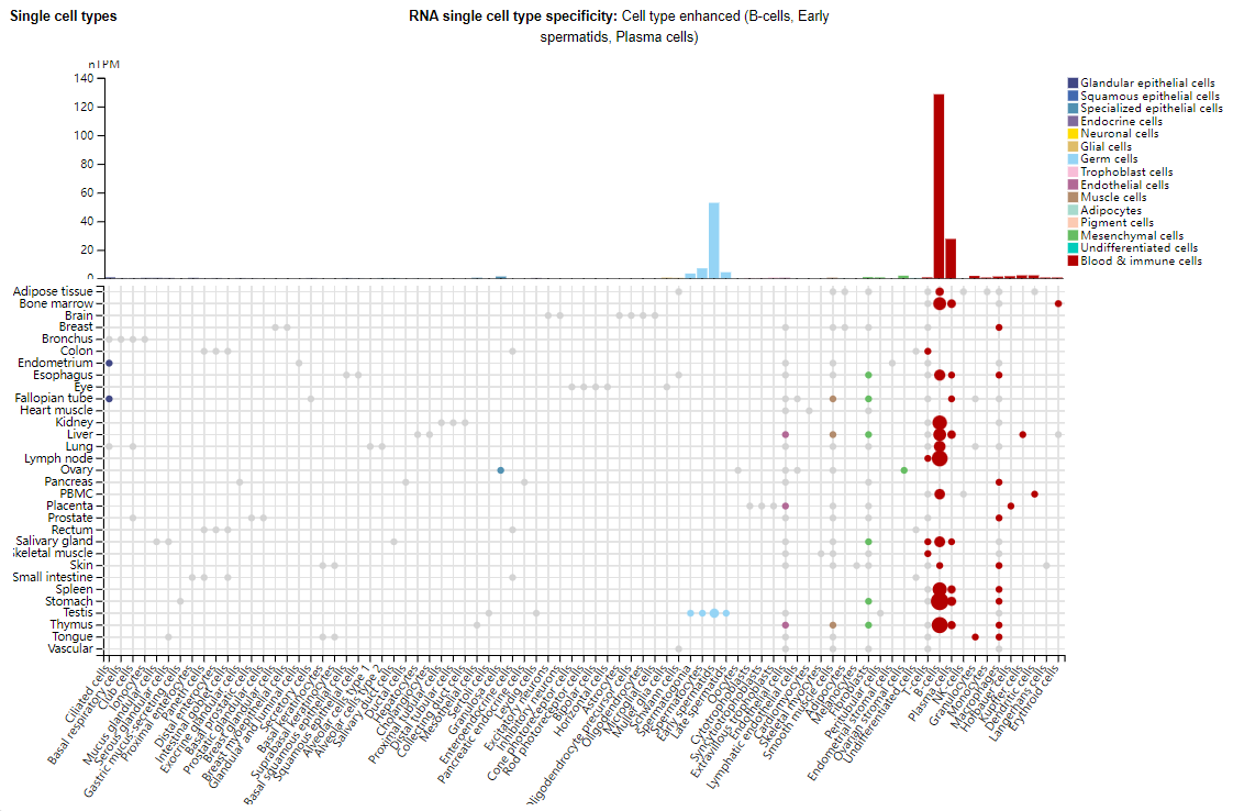 B-lymphocyte marker CD19 B-lymphocyte marker CD19