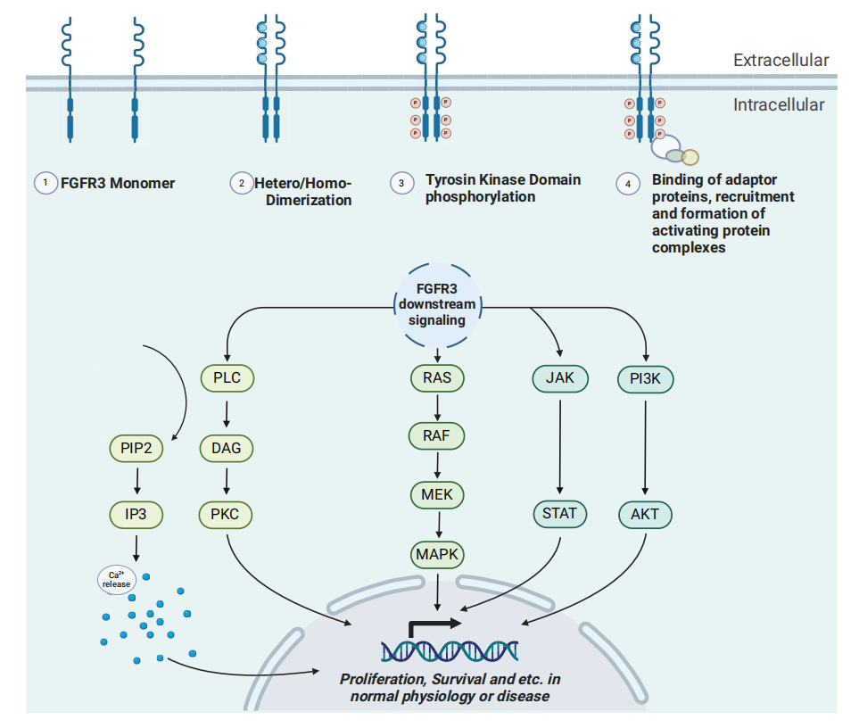 Bladder Cancer Treatment Target FGFR3 Bladder Cancer Treatment Target FGFR3