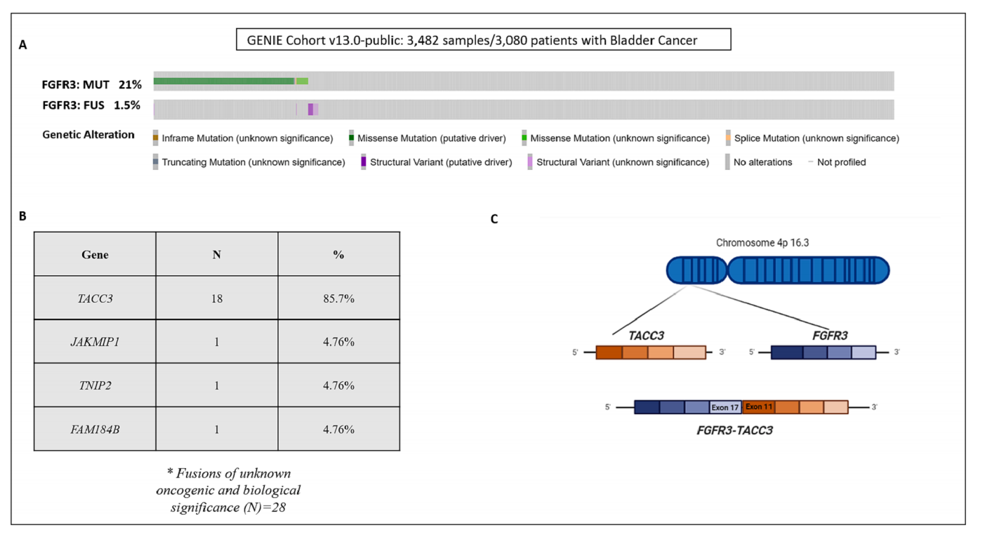 Bladder Cancer Treatment Target FGFR3 Bladder Cancer Treatment Target FGFR3
