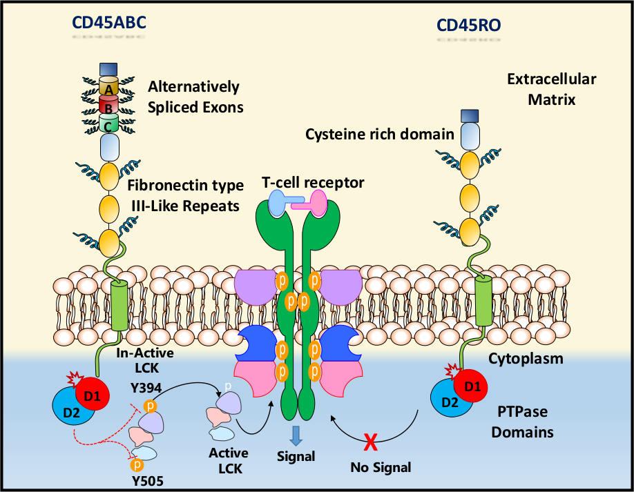 Blood cancer therapeutic target CD45