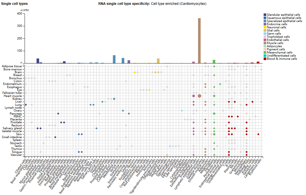 Bone morphogenetic protein antagonist GREM1