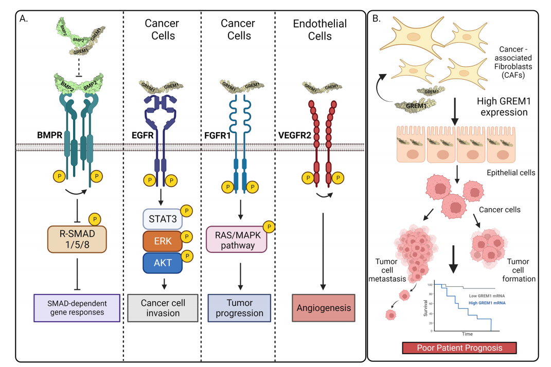Bone morphogenetic protein antagonist GREM1