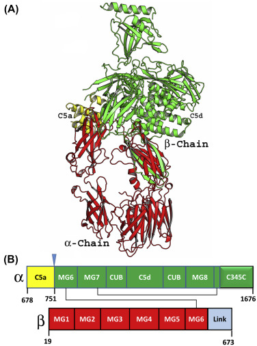 C5 The target of the complement system C5 The target of the complement system