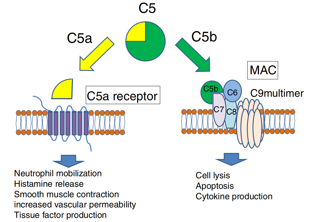 C5 The target of the complement system C5 The target of the complement system