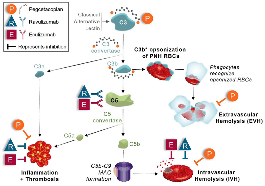 C5 The target of the complement system C5 The target of the complement system