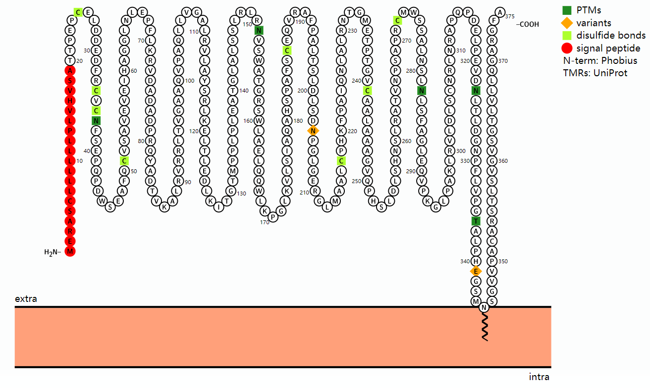 CD14: The pattern recognition receptor for LPS