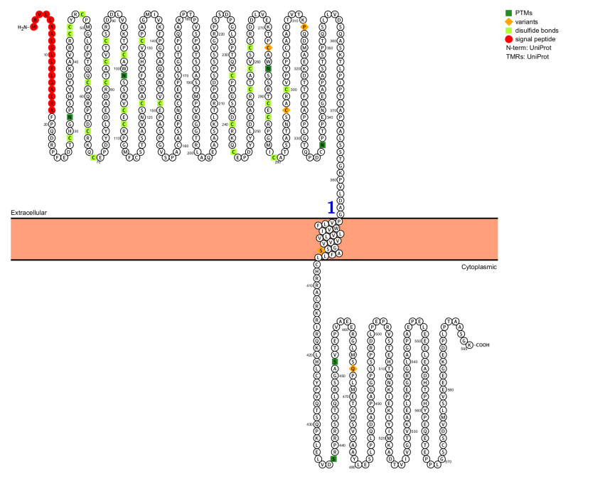 CD30 is a therapeutic target for lymphoma CD30 is a therapeutic target for lymphoma
