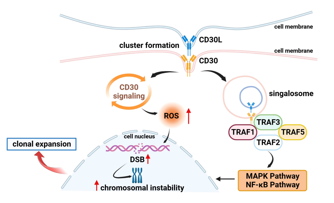 CD30 is a therapeutic target for lymphoma CD30 is a therapeutic target for lymphoma