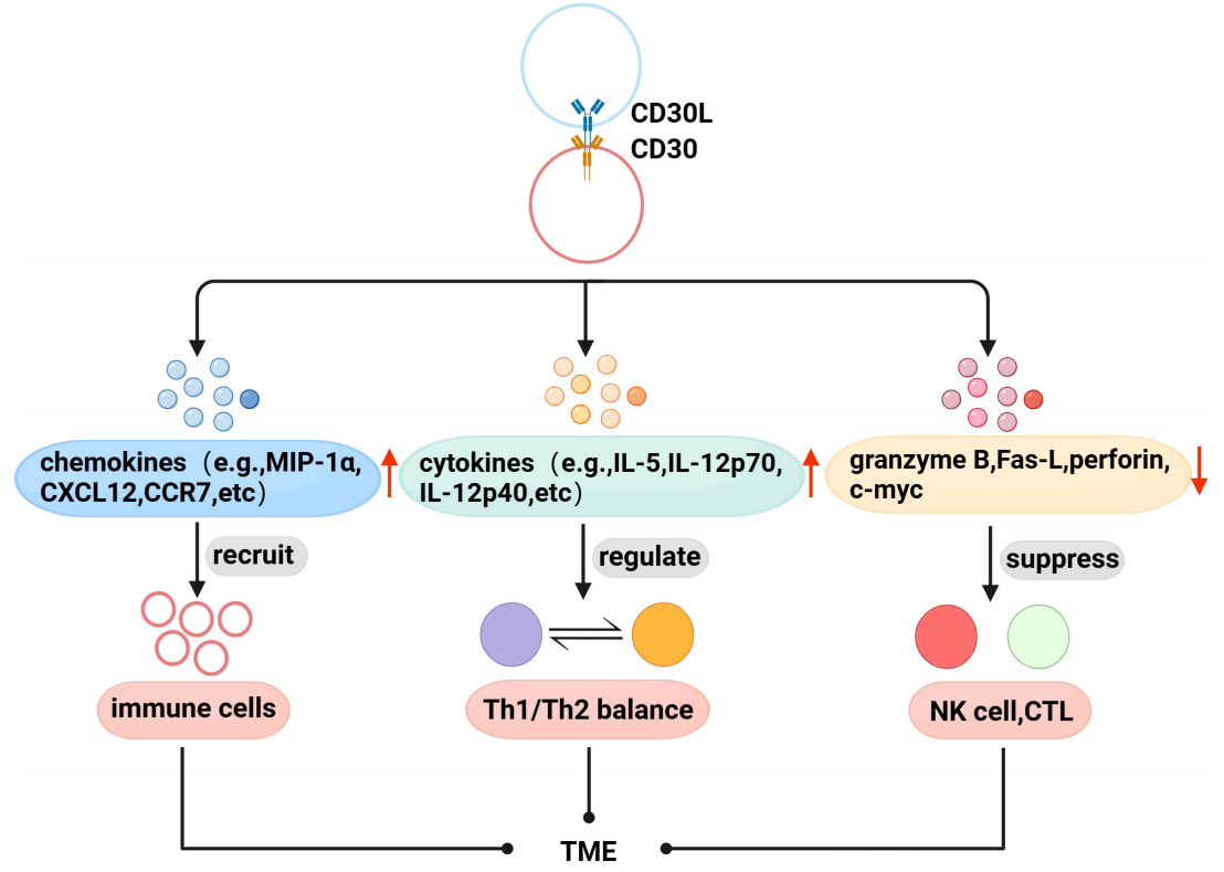 CD30 is a therapeutic target for lymphoma CD30 is a therapeutic target for lymphoma