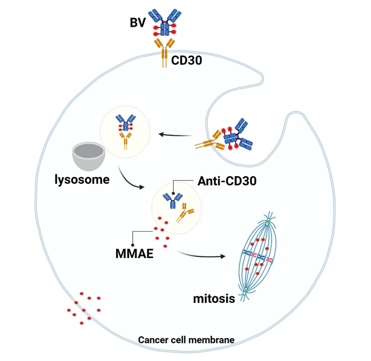 CD30 is a therapeutic target for lymphoma CD30 is a therapeutic target for lymphoma