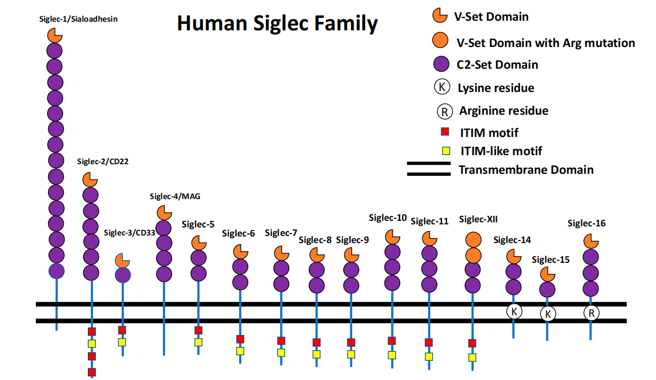 CD33 is a potential therapeutic target CD33 is a potential therapeutic target