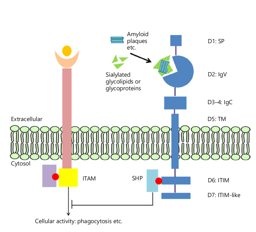 CD33 is a potential therapeutic target CD33 is a potential therapeutic target
