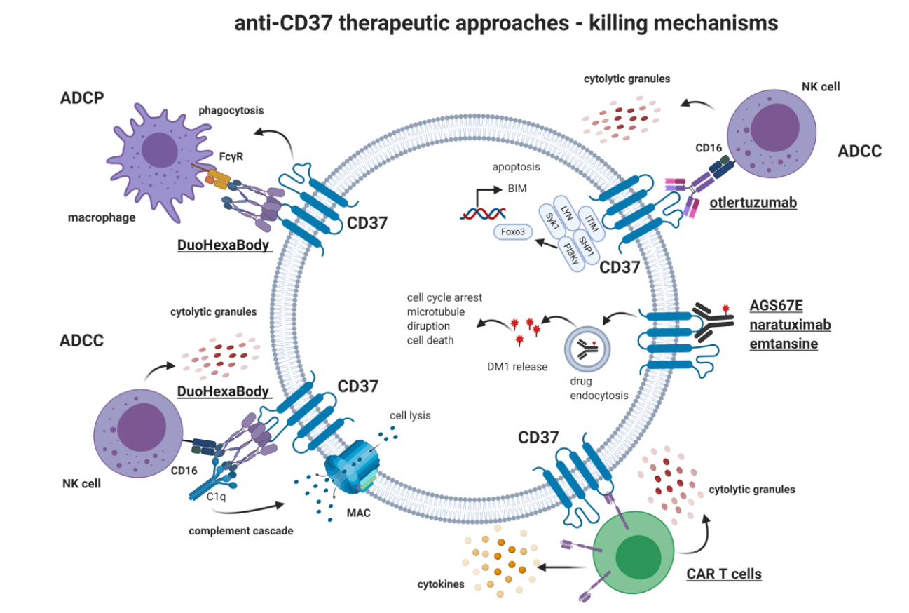 CD37 as a Therapeutic Target for Acute Myeloid Leukemia