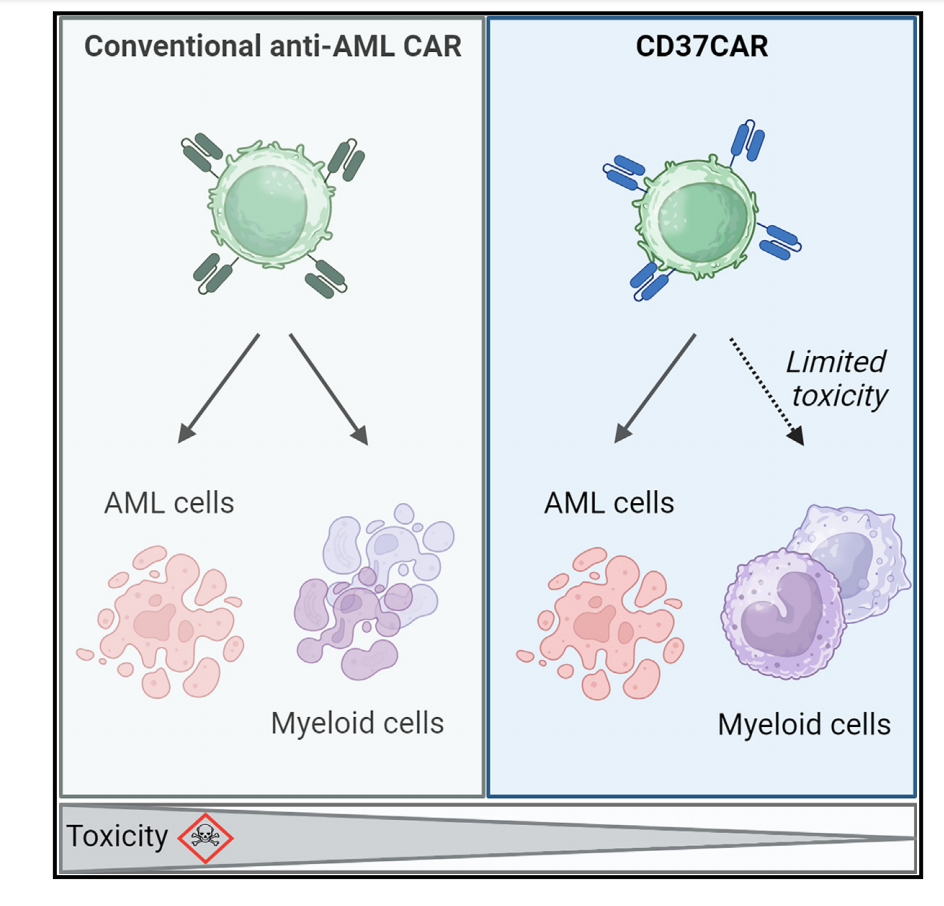 CD37 as a Therapeutic Target for Acute Myeloid Leukemia