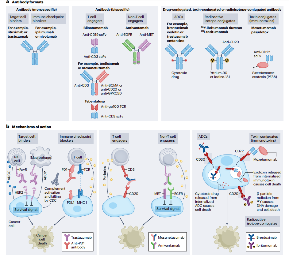 Cancer therapy with antibodies Cancer therapy with antibodies