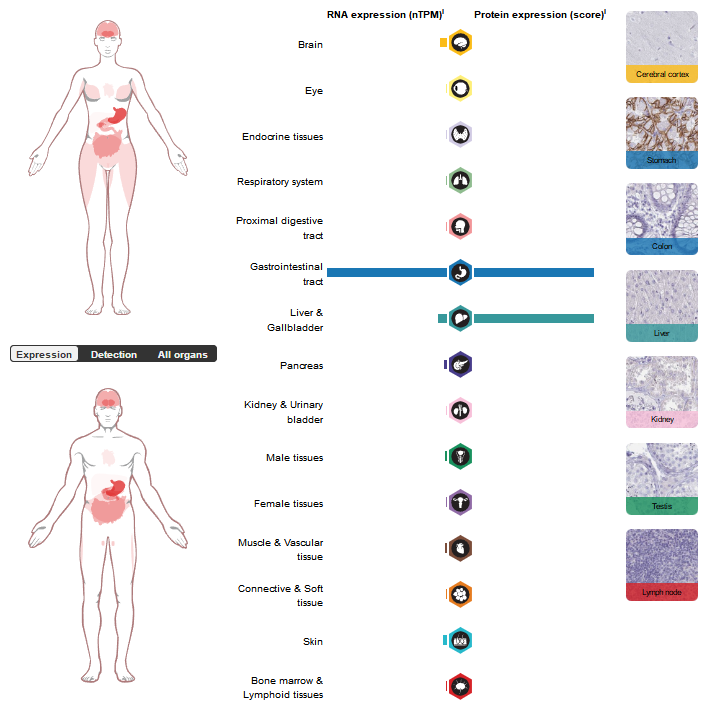 Carbonic anhydrase CA9 Carbonic anhydrase CA9