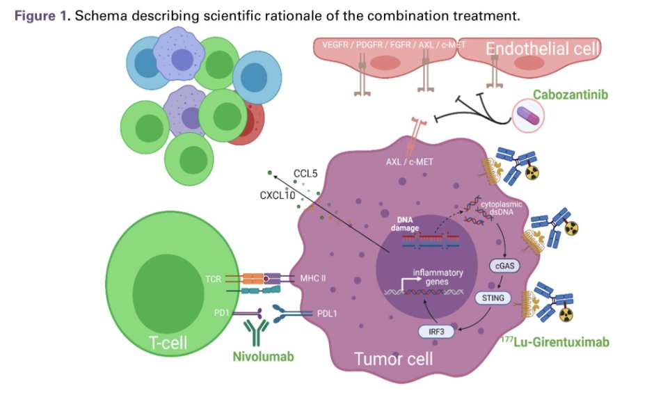 Carbonic anhydrase CA9 Carbonic anhydrase CA9