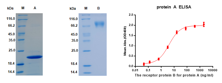 案例:一个兔单克隆中和抗体的诞生 案例:一个兔单克隆中和抗体的诞生