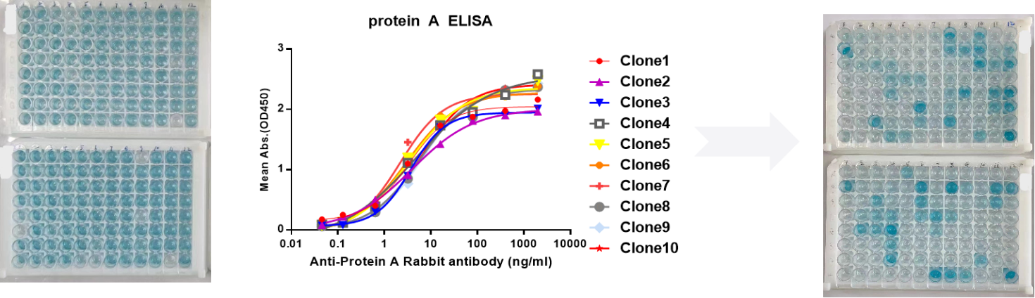 案例:一个兔单克隆中和抗体的诞生 案例:一个兔单克隆中和抗体的诞生