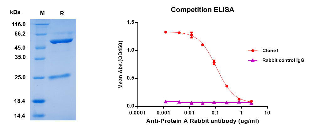 案例:一个兔单克隆中和抗体的诞生 案例:一个兔单克隆中和抗体的诞生
