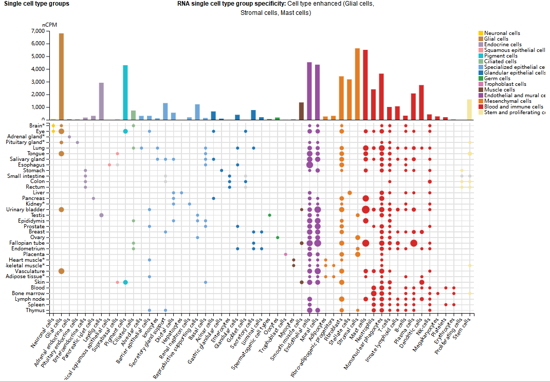 Cellular cytoskeleton regulatory protein VIM