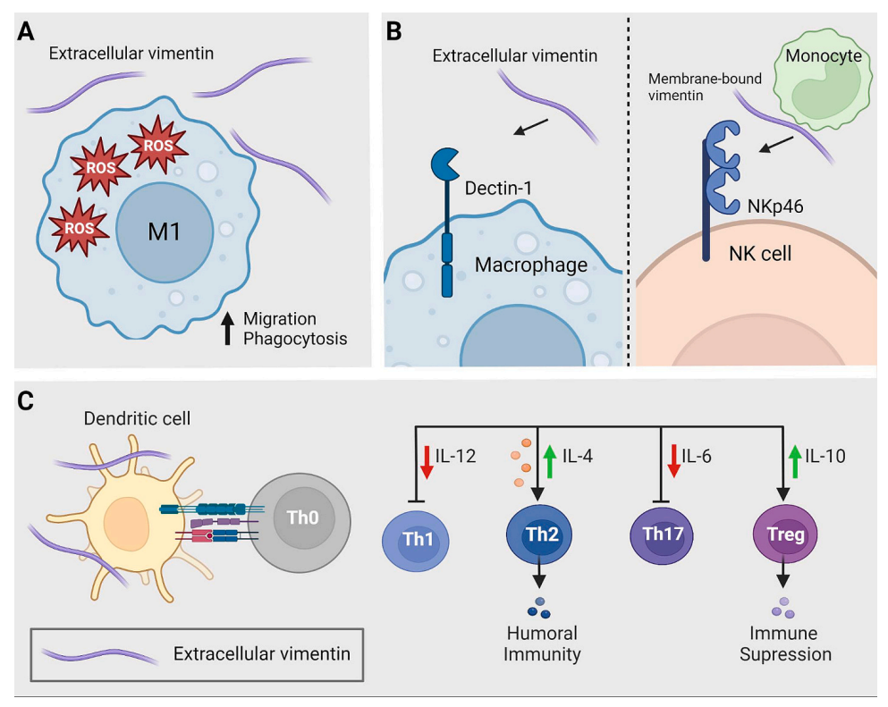 Cellular cytoskeleton regulatory protein VIM