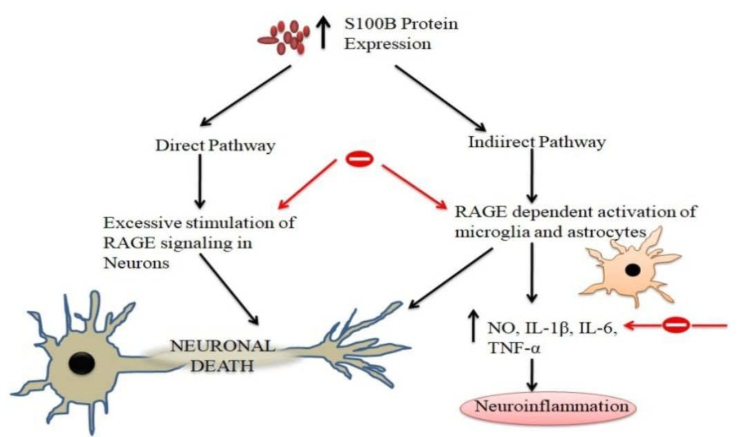 Central nervous system specific proteins S100β