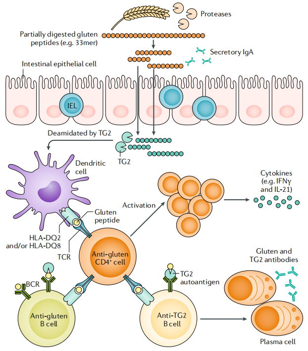Characterization of neutralizing antibodies of broad spectrum glutenopeptide HLA-DQ2.5 complex