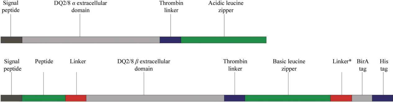 Characterization of neutralizing antibodies of broad spectrum glutenopeptide HLA-DQ2.5 complex