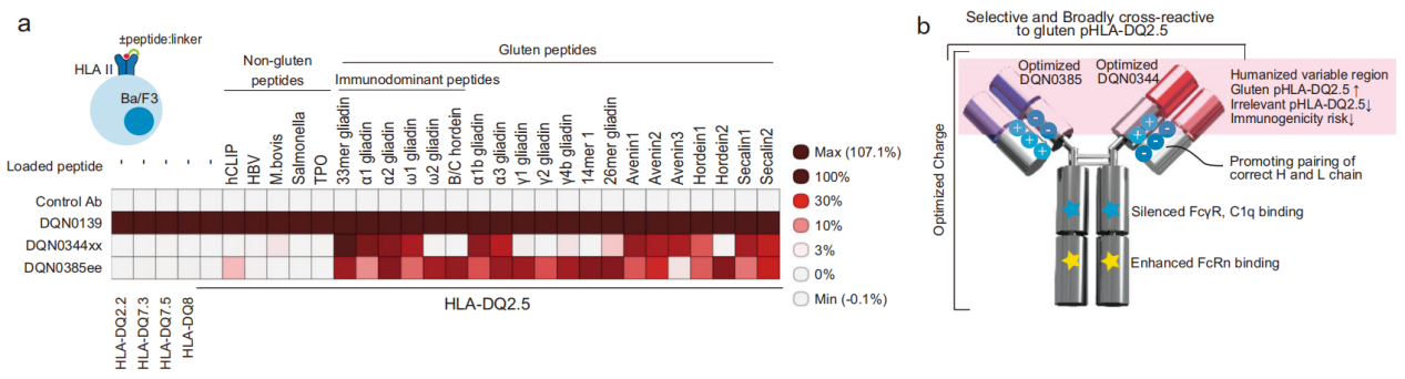 Characterization of neutralizing antibodies of broad spectrum glutenopeptide HLA-DQ2.5 complex
