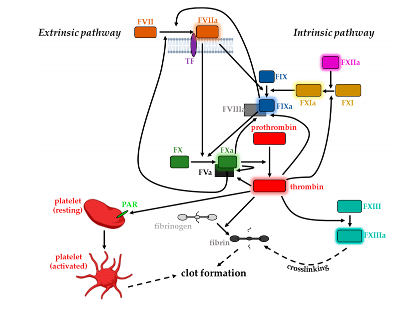 Coagulation pathway promoter CD142 Coagulation pathway promoter CD142