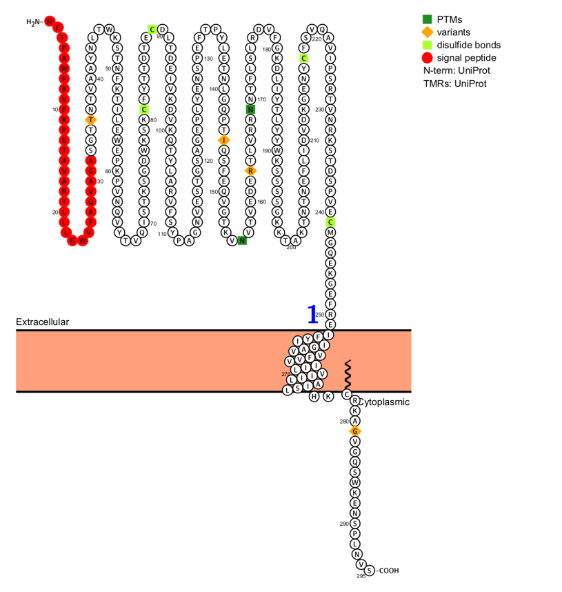 Coagulation pathway promoter CD142 Coagulation pathway promoter CD142