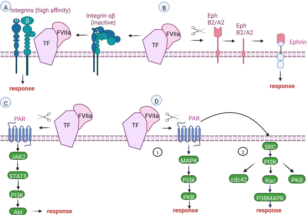 Coagulation pathway promoter CD142 Coagulation pathway promoter CD142