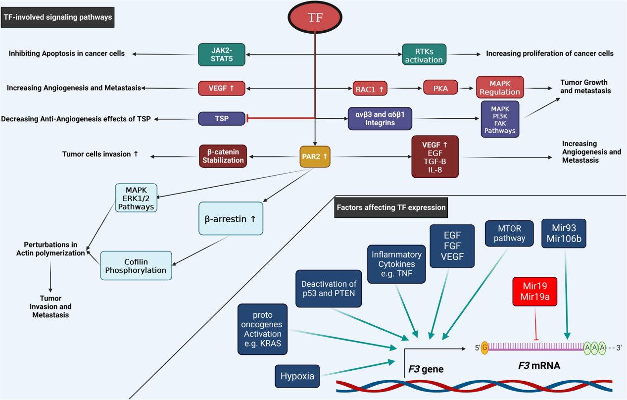 Coagulation pathway promoter CD142 Coagulation pathway promoter CD142