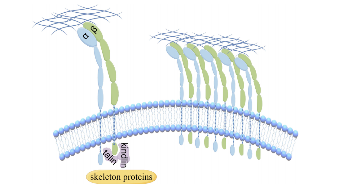 Collagen recognizes the integrin ITGA2 Collagen recognizes the integrin ITGA2