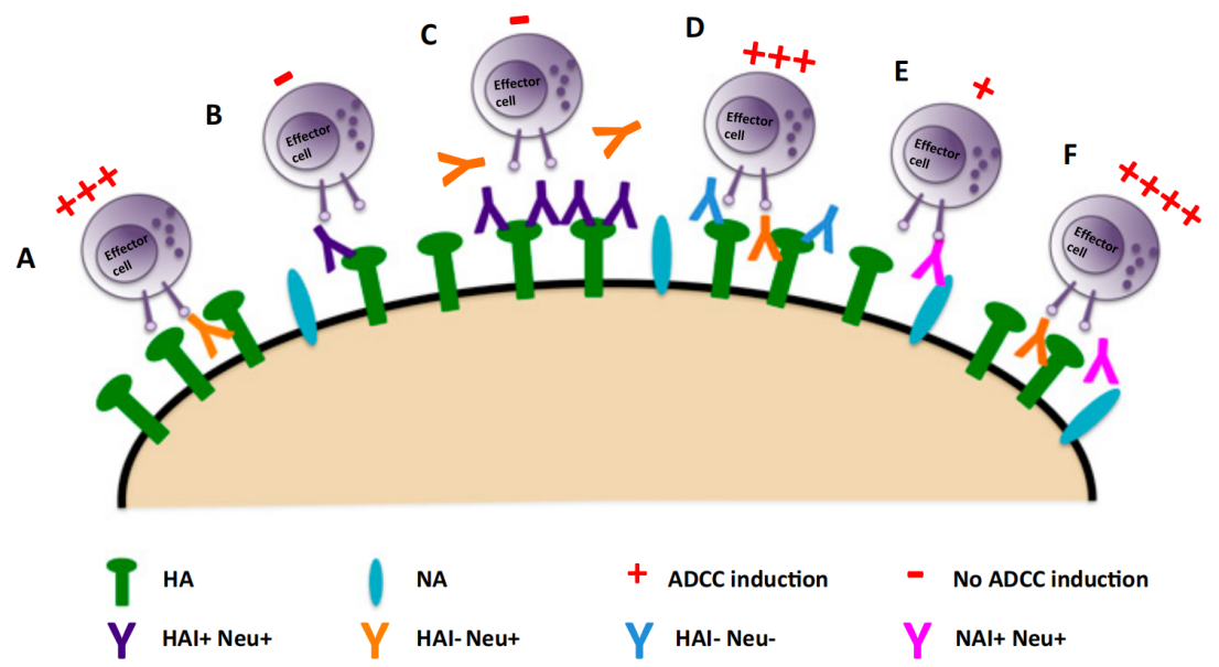 Comparison of mapping techniques of different antibody epitopes