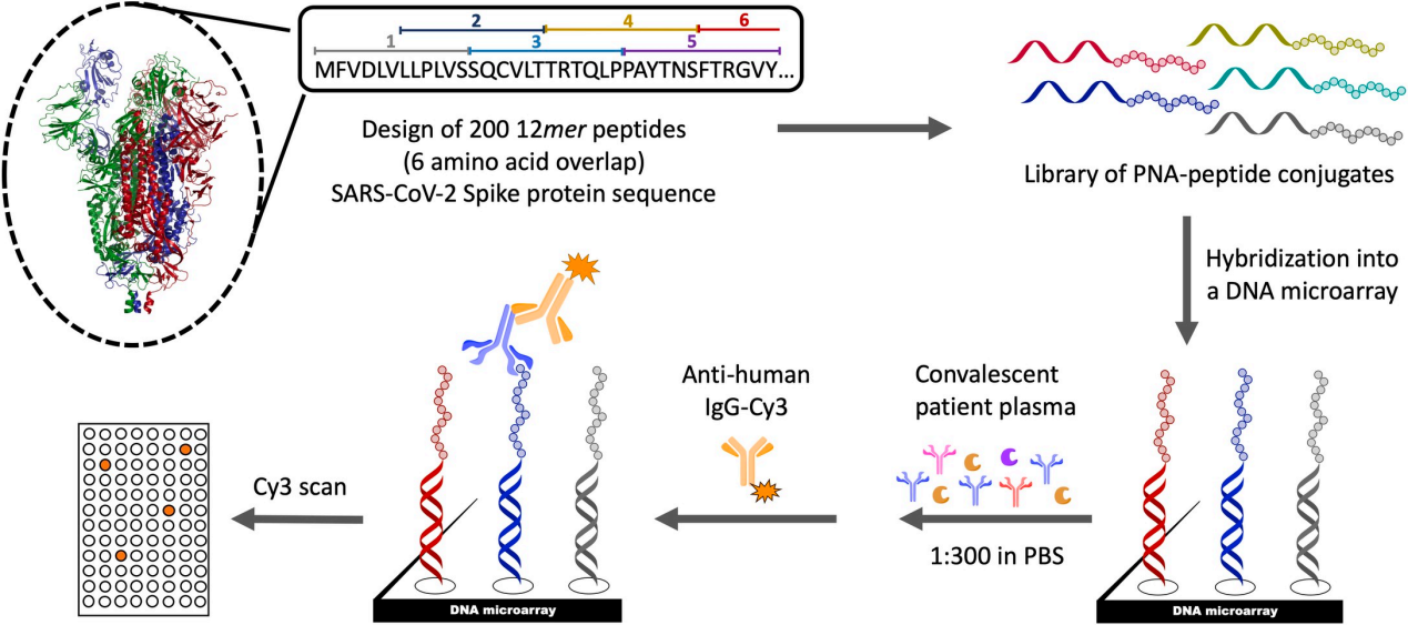 Comparison of mapping techniques of different antibody epitopes