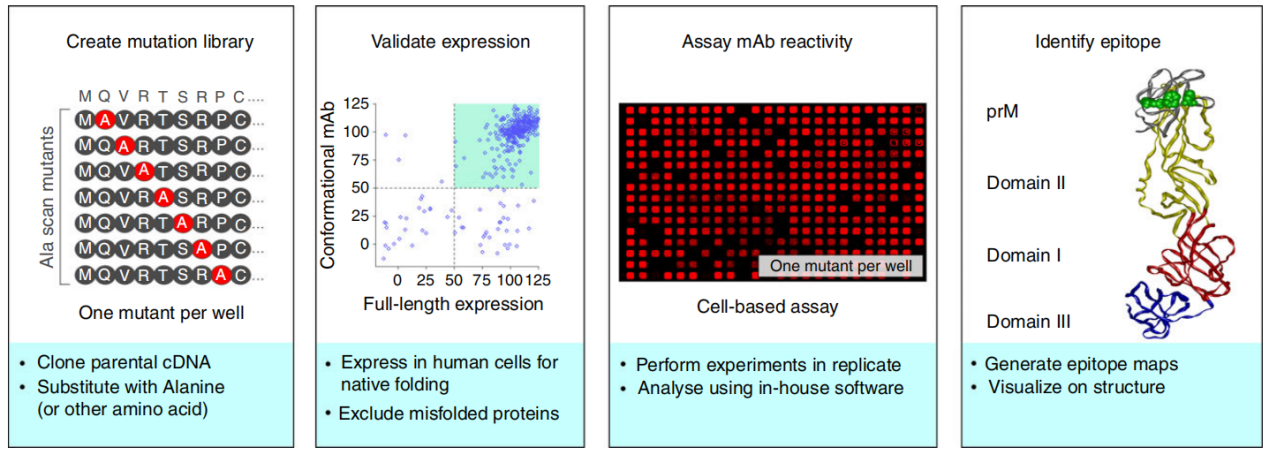 Comparison of mapping techniques of different antibody epitopes
