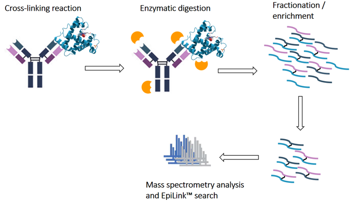 Comparison of mapping techniques of different antibody epitopes