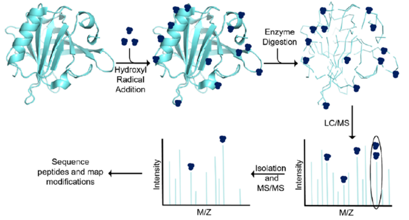 Comparison of mapping techniques of different antibody epitopes