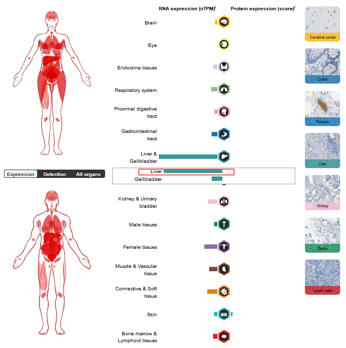 Complement Cascade Initiator C1s