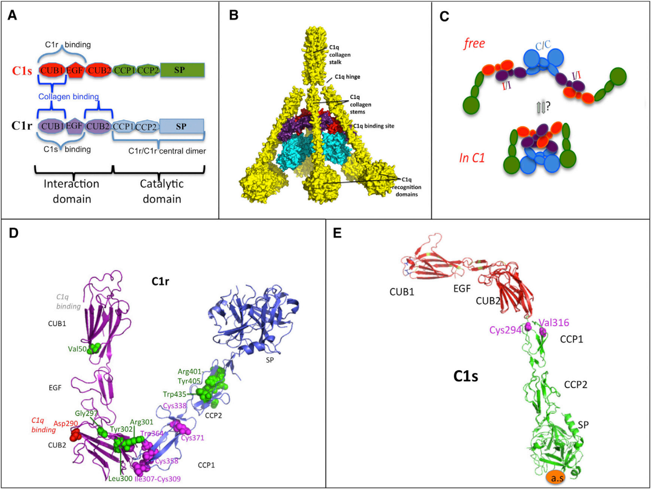 Complement Cascade Initiator C1s