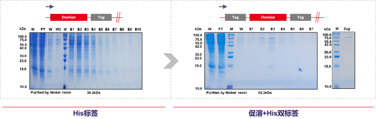 Consideration of recombinant expression of His small label fusion protein Consideration of recombinant expression of His small label fusion protein