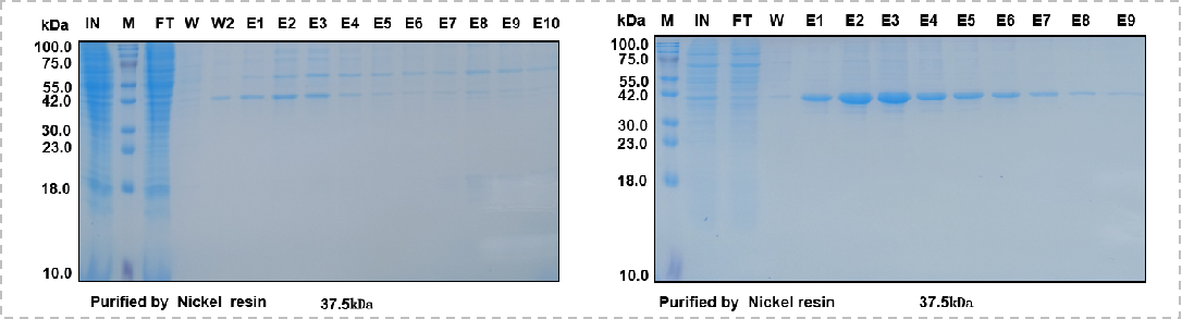 Consideration of recombinant expression of His small label fusion protein Consideration of recombinant expression of His small label fusion protein