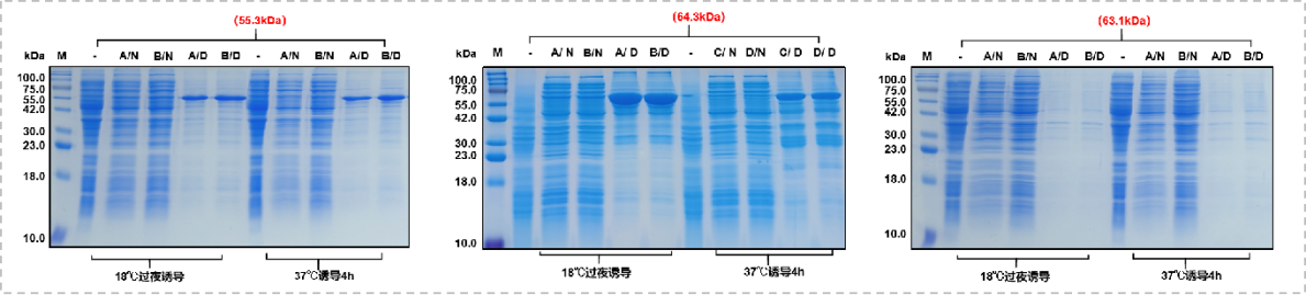 Consideration of recombinant expression of His small label fusion protein Consideration of recombinant expression of His small label fusion protein