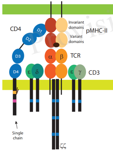 Cytotoxic T-cell surface key molecule CD4