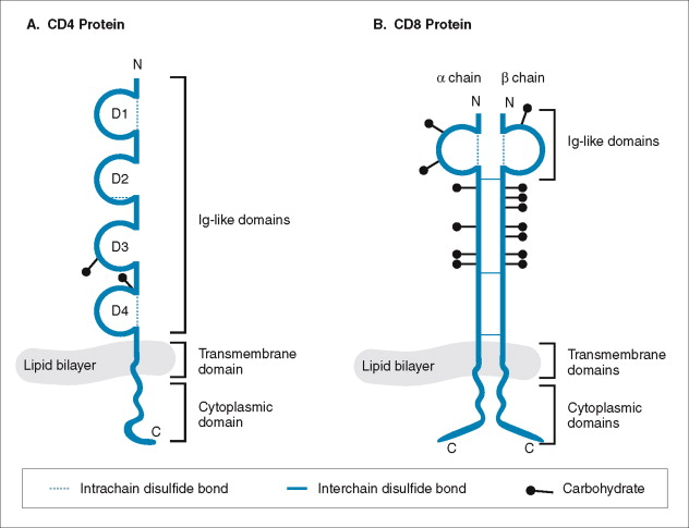 Cytotoxic T-cell surface key molecule CD4