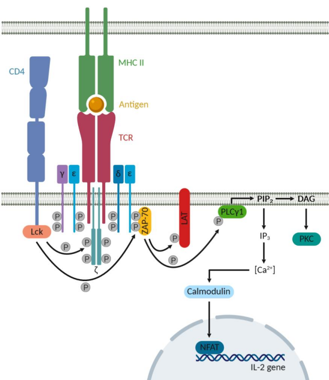 Cytotoxic T-cell surface key molecule CD4